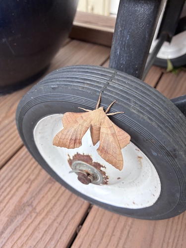 Walnut Sphinx