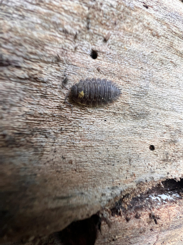 Common Shiny Woodlouse