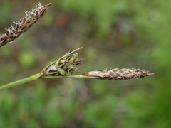 Carex montana