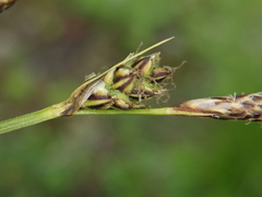 Carex montana