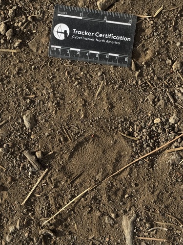 iNaturalist observation photo of North American Porcupine