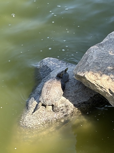 Pond Slider