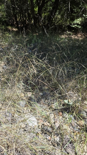 Aristida ternipes observed 2026-10-04