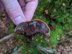 Hymenochaete microcycla