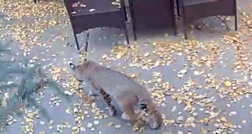 Bobcat