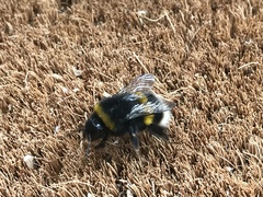 Bombus terrestris
