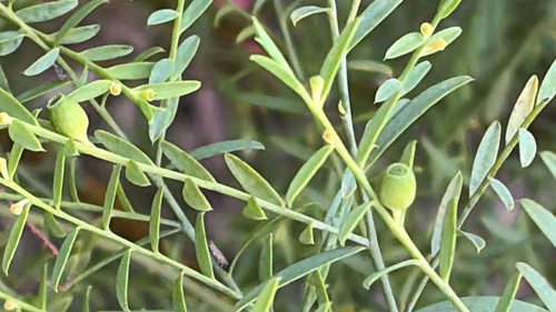 Olax stricta, 2026-10-05