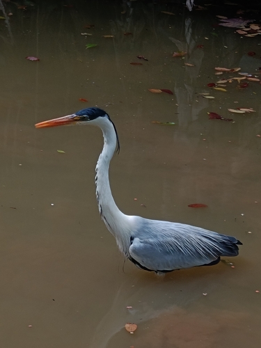 Cocoi Heron