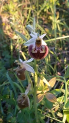 Ophrys fuciflora parvimaculata