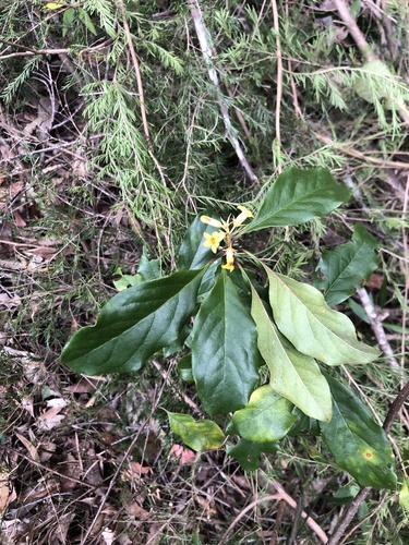 Rough-fruited Pittosporum