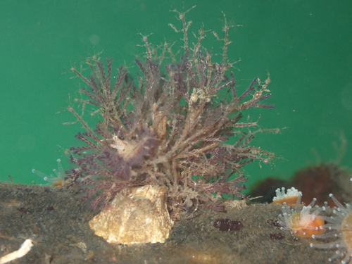 Bugula neritina observed 2026-10-04