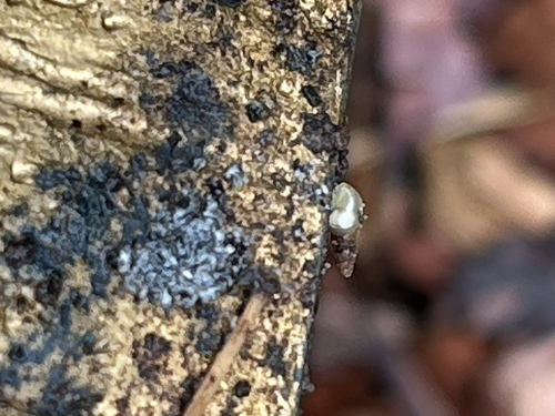 Allopeas gracile observed 2026-10-04
