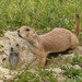 Black-tailed Prairie Dog - Photo (c) willem9, some rights reserved (CC BY-NC)