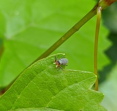 Tutelina