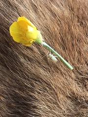 Phylus melanocephalus