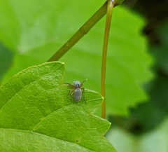 Tutelina
