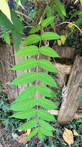 tree-of-heaven