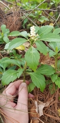 Pachysandra