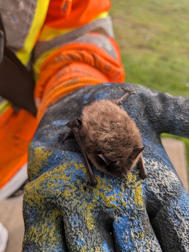 Little Brown Bat observed by sinclvan6