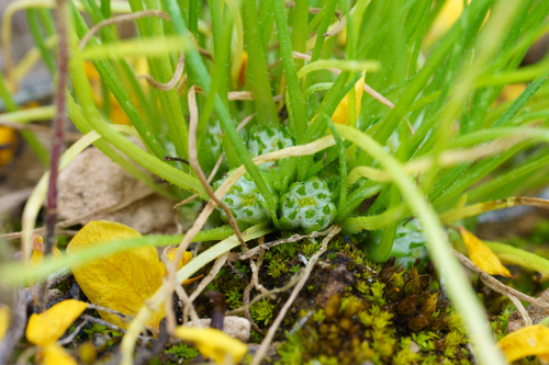 Isoetopsis graminifolia observed 2026-10-03