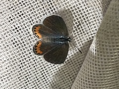Icaricia lupini texanus