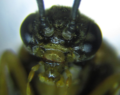 Pristiphora abietina