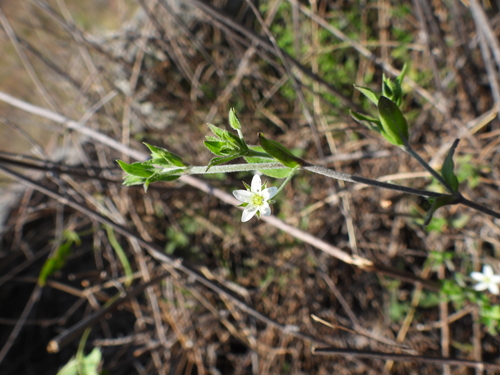 Arenaria lanuginosa observed 2026-09-27