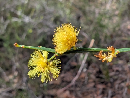Acacia extensa observed 2026-10-04
