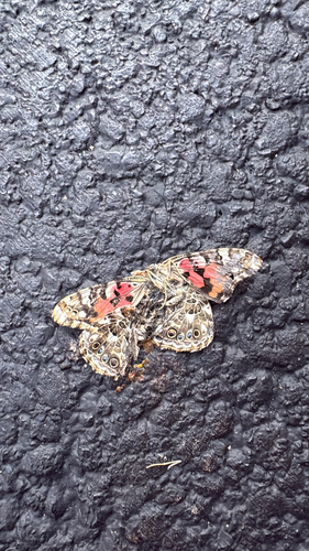 Painted Lady