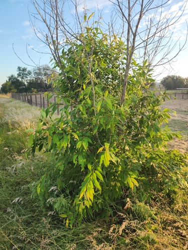 Syzygium cumini observed 2026-10-04