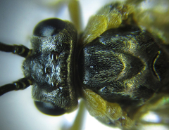 Pristiphora abietina