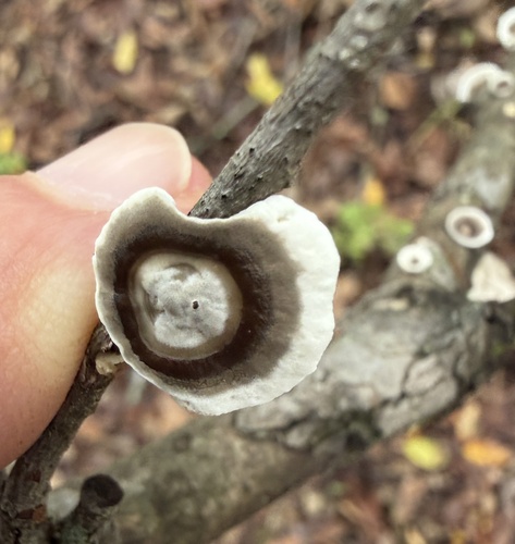 little nest polypore