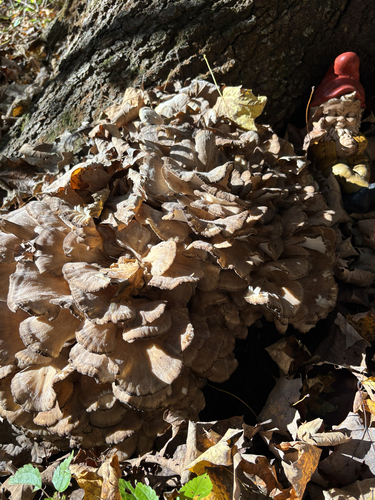 hen of the woods