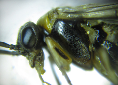 Pristiphora abietina