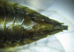 Pristiphora abietina