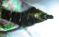 Pristiphora abietina