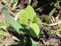 Vicia sepium