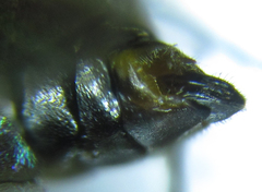 Pristiphora abietina