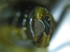 Pristiphora abietina