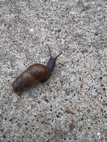Decollate Snail