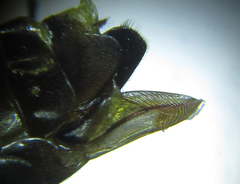 Pristiphora abietina