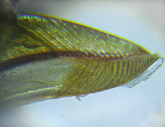 Pristiphora abietina