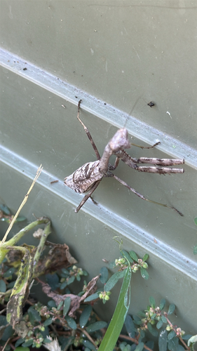 Carolina Mantis