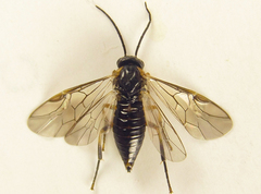 Pristiphora abietina