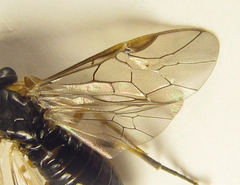 Pristiphora abietina