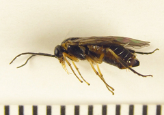 Pristiphora abietina