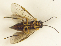 Pristiphora abietina