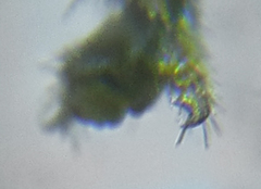 Pristiphora abietina