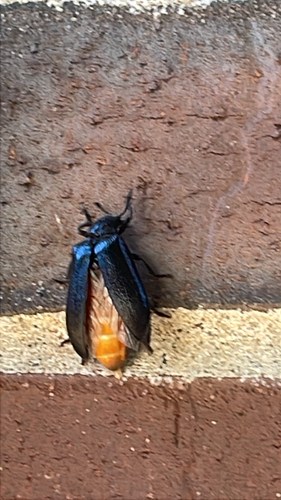 Cedar Beetle