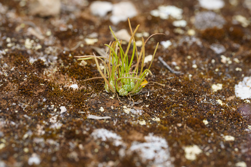 Isoetopsis graminifolia observed 2026-10-03